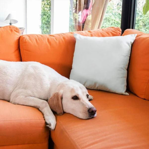 02-vankus-s-potlacou-fotkou-pes-psy-zvierata-600×600 02-vankus-s-potlacou-fotkou-pes-psy-zvierata-600×600